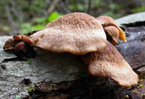 in this view from the side you can see the rough cap surface Lentinellus ursinus.